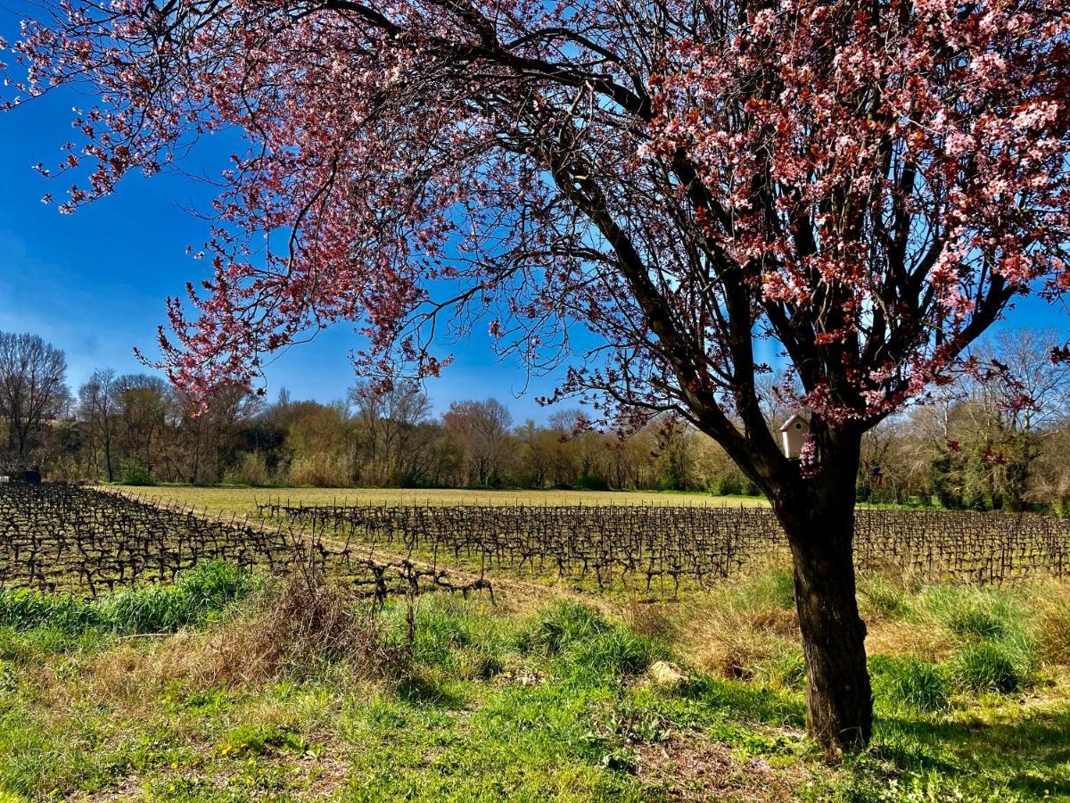 Lodging Au Milieu Des Vignes & Des Etoiles Saint-Jean-de-Fos Exteriör bild